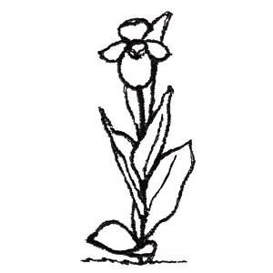 Picture of Lady Slipper Outline Machine Embroidery Design