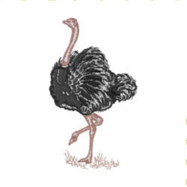 Picture of OSTRICH Machine Embroidery Design