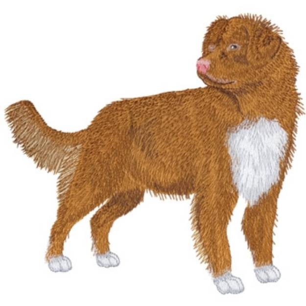 Picture of Nova Scotia Duck Toller Machine Embroidery Design