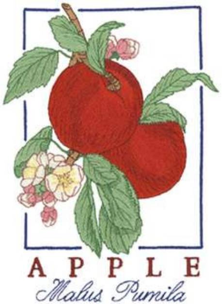 Picture of Apples Machine Embroidery Design