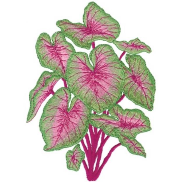 Picture of Caladium Machine Embroidery Design