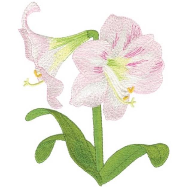 Picture of Amaryllis Belladonna Machine Embroidery Design