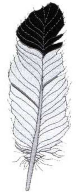 Picture of Feather Machine Embroidery Design