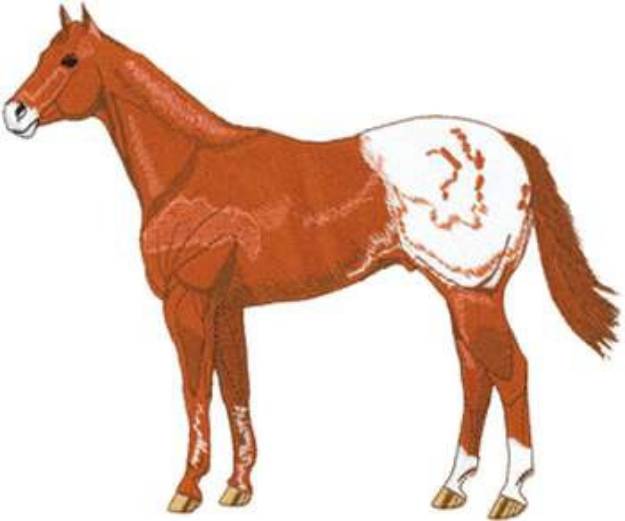 Picture of Appaloosa Machine Embroidery Design