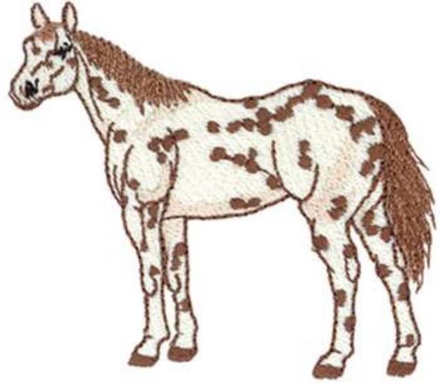 Picture of Appaloosa Machine Embroidery Design