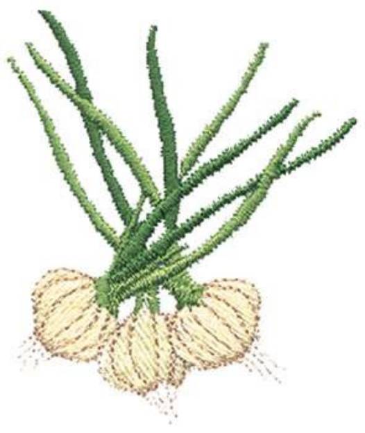 Picture of Onions Machine Embroidery Design