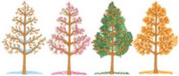 Picture of Four Seasons Trees Machine Embroidery Design