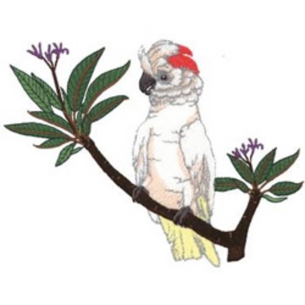 Picture of Moluccan Cockatoo Machine Embroidery Design