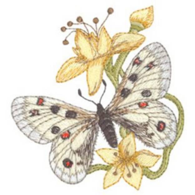 Picture of Female Parnassius Phoebus and Stonecap Sedum Machine Embroidery Design