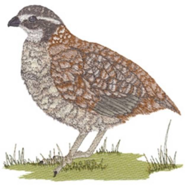 Picture of Bobwhite Machine Embroidery Design