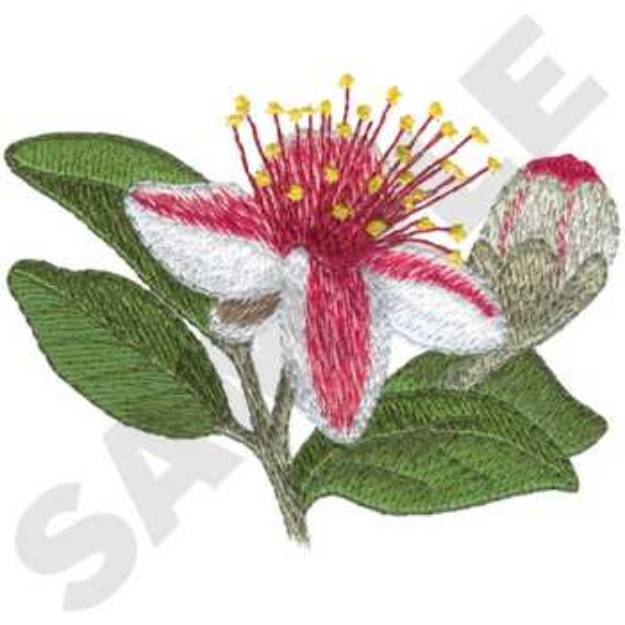 Picture of Feijoa Machine Embroidery Design