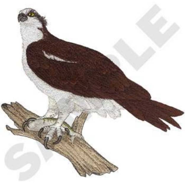 Picture of Osprey Bird Machine Embroidery Design