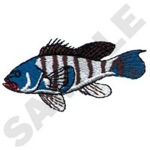 Picture of Sea Bass Fish Machine Embroidery Design