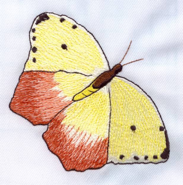 Picture of Orange-Barred Sulphur Machine Embroidery Design