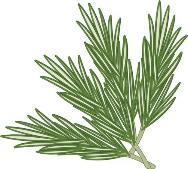 Picture of Rosemary  SVG File