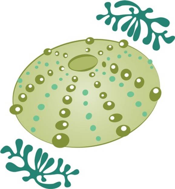 Picture of Sea Shell SVG File