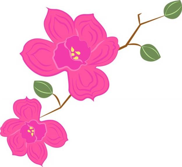 Picture of Orchids SVG File