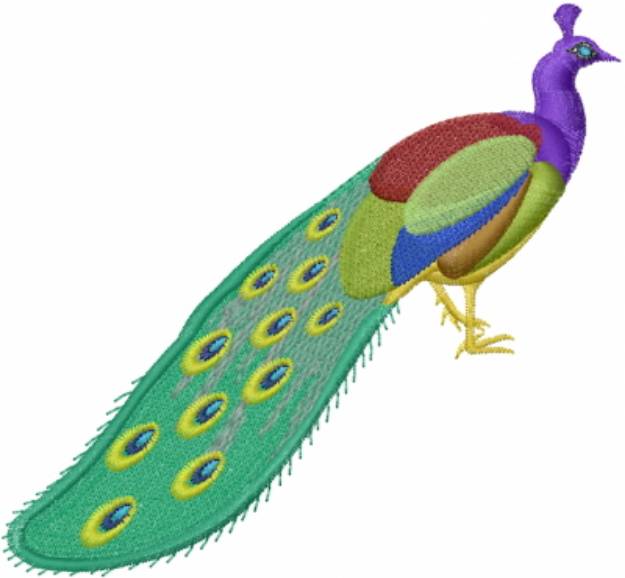 Picture of Peacock