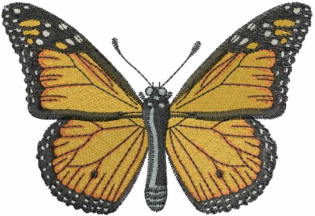 Picture of Monarch Butterfly