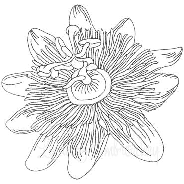 Passion Fruit Flower Machine Embroidery Design
