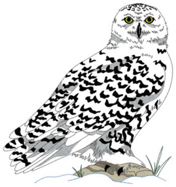 Picture of Snowy Owl Machine Embroidery Design